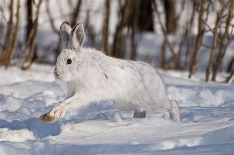 Snowshoe Hare By Michael Cummings 500px Cute Animals Snowshoe Hare