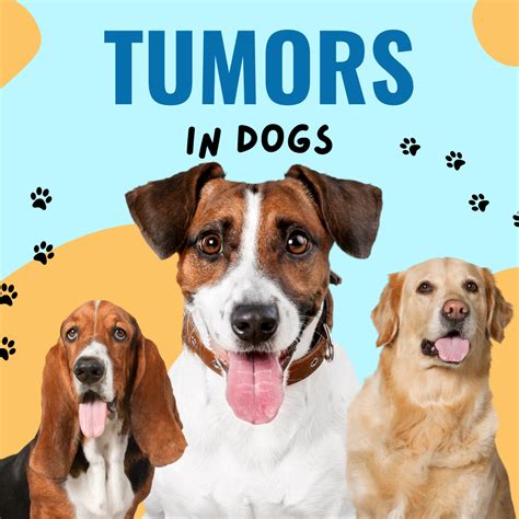 Tumors In Dogs Types Symptoms And Homeopathy Treatment Best