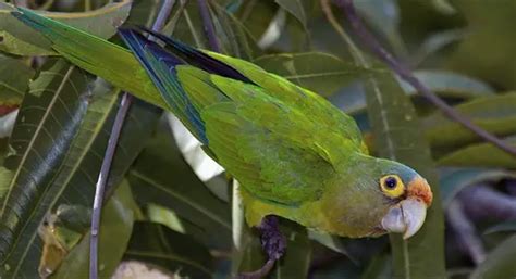 Orange Fronted Parakeet Care Sheet Birds Coo