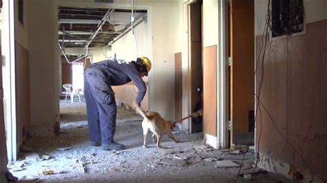 Rescue Dogs Train To Save You When Your House Collapses Rescue Dogs