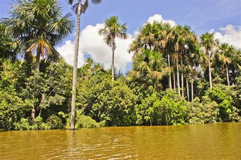 The Best Place To Visit The Amazon In Peru Rainforest Cruises