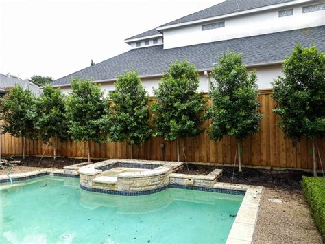 They produce beautiful berries in the fall and winter, plus white flowers in the spring and early summer. Privacy Screens - Landscape Designs & Pictures - Dallas ...