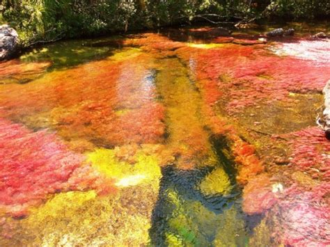 Caño Cristales 19 Photos Of The Beautiful River Flowing In The