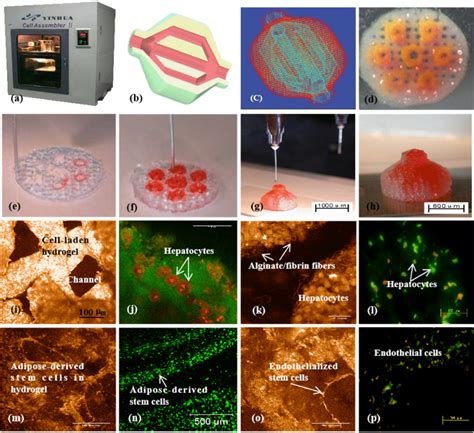 A Large Scale 3d Printed Bioartificial Organ With Vascularized Liver