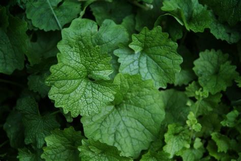 9 Edible Wild Plants To Fight Cold And Flu Naturally Frontier Survival