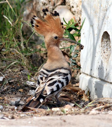 Another Bird Blog Why Menorca