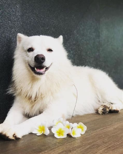 The Indian Spitz Is Generally Milky White But Also Occurs In Solid