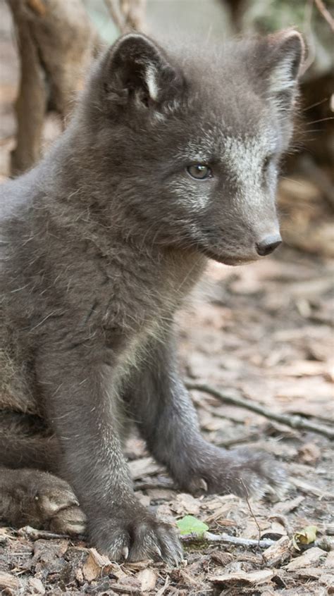 Four Servings Of Arctic Fox Cub Zooborns