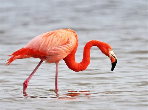 American Flamingo Ebird