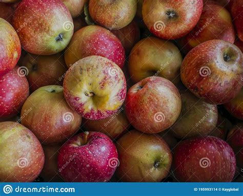 Just Picked Gala Apples Stock Photo Image Of Tasty 195993114
