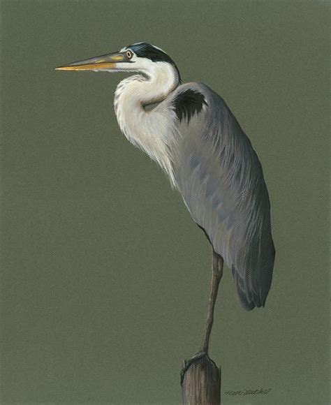 Great Blue Heron Drawing By Heather Mitchell