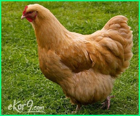 10 Jenis Ayam Pedaging Terbaik Di Dunia Saat Ini Beserta Gambarnya
