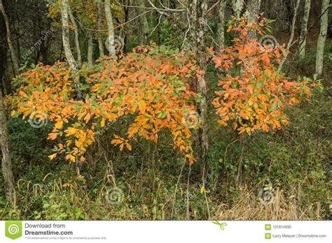 Leaves Changing Color Stock Photo Image Of Nature Autumn 101814930