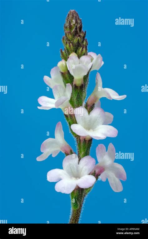 Common Vervain Verbena Officinalis Flowers Studio Picture Stock Photo