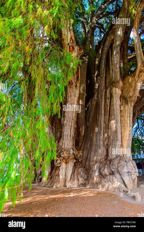 The Tree Of Tule El Arbol De Tule Montezuma Cypress Or Ahuehuete In