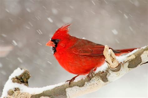 7 Fascinating Cardinal Bird Facts Birds And Blooms