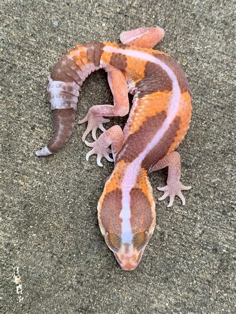 Albino African Fat Tail Gecko For Sale