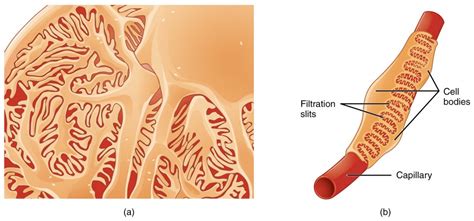 Microscopic Anatomy Of The Kidney Anatomy And Physiology Ii