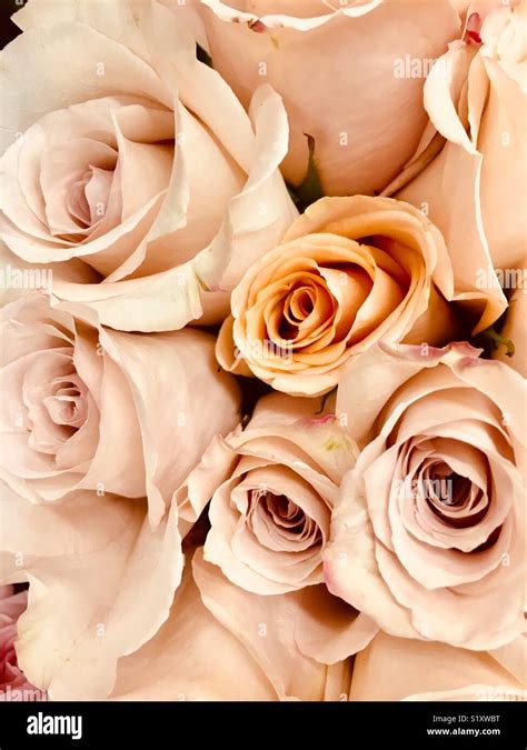 Pale Creamy Beige Roses Stock Photo Alamy