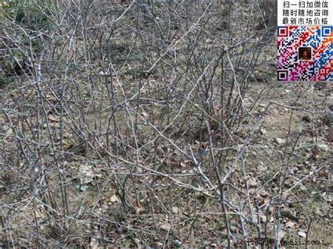 Изучаем китайский язык с нуля! 贴梗海棠价格 贴梗海棠苗 江苏沭阳长景园林苗木场