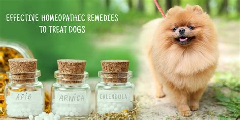 Homeopathic Treatments For Dogs That Will Shock You Canadavetcare