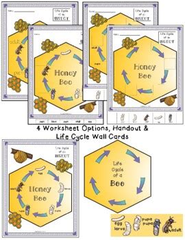 Life Cycle Of An Insect Honeybee By Miz B TPT