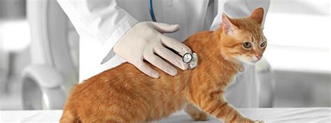 The most common symptoms of a feline herpes virus infection are Ginger cat paying a visit to the vet.