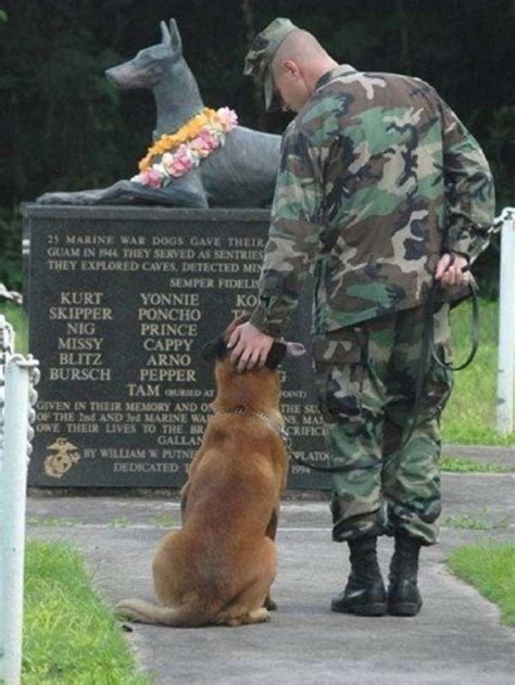 The German Shepherd War Dogs Military Dogs Military