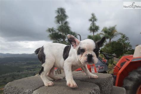 We specialize in standard colored bulldogs as follow san diego bullies availabull blog for the most recent updates and available puppies. Sampson: French Bulldog puppy for adoption near San Diego ...