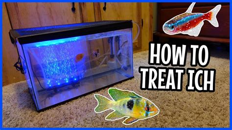 My Fish Are Sick Quarantine Tank Setup How To Treat Ich Youtube