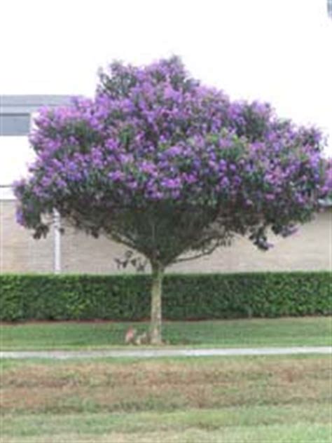 Doug caldwell is the university of florida|ifas, extension landscape horticulture educator in collier county. Tibouchina granulosa, Purple glory tree
