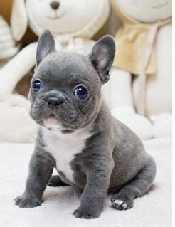 Mini french bulldog puppies | cute french bulldog puppies for sale. Just 20 Of The Cutest Mini French Bulldogs You Have Ever ...