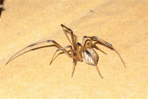 Brown Widow Spider Latrodectus Geometricus In 2023 Widow Spider