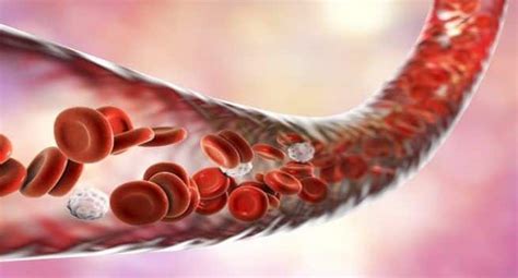 Red blood cells live an average of 120 days before wearing out. Two-dimensional clay to aid in new blood vessel formation ...