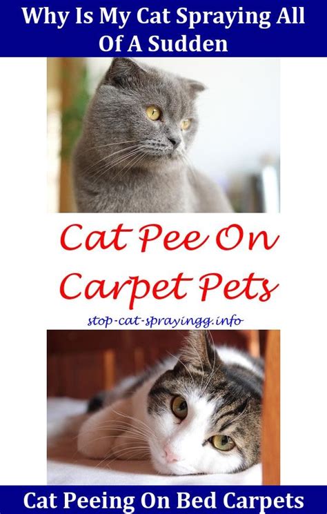 The person experiences a sudden dilemna whether to take flight or stay and fight. Cat Peeing On Carpet All Of A Sudden - CatWalls