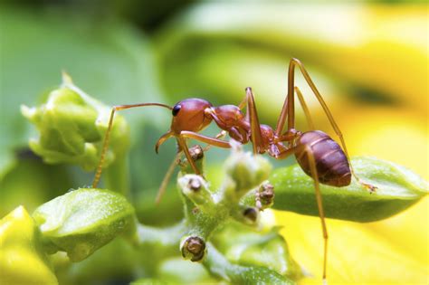 Maybe you would like to learn more about one of these? Dealing With Fire Ant Pests - Learn How To Control Fire Ants In The Garden