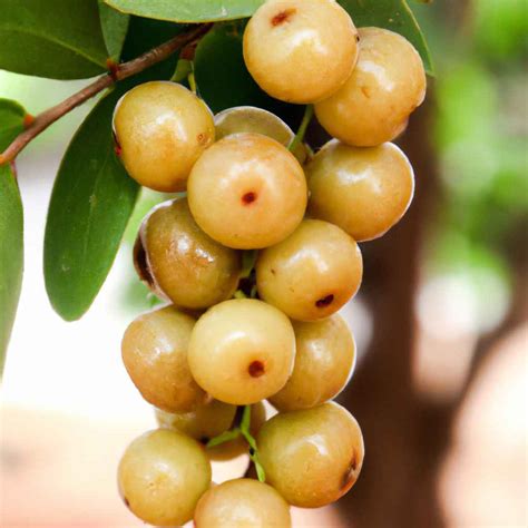Drupe Fruit Understanding The Characteristics And Examples Of Drupe