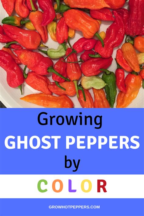 No offense to anyone growing this pepper, from what i hear it's a decent people can call peppers whatever they want but this is one of the cases where the name is completely misleading. Growing Ghost Peppers: Taste All the Colors Of the Rainbow ...
