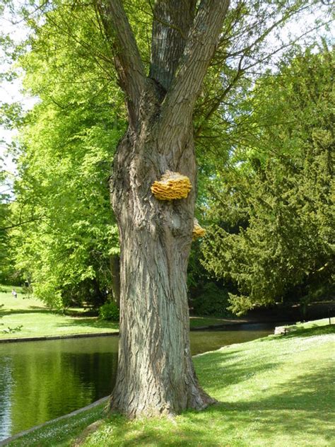 Willow Tree With Fungus By The Lake At © Pam Fray Geograph