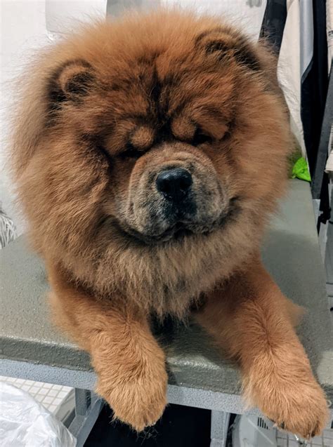 Grooming The Chow Chows The Martha Stewart Blog