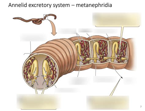 Annelid Excretory System Metanephridia Diagram Quizlet