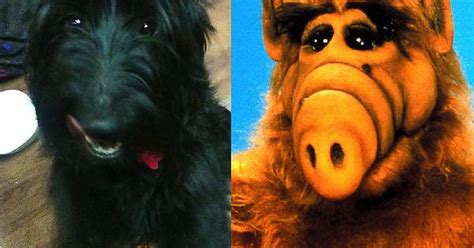 My Dog Kinda Looks Like Alf Imgur