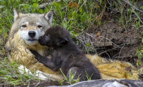 White Wolf Wolf Pups Snuggle Up To Their Mothers In The Wild 22 Pics