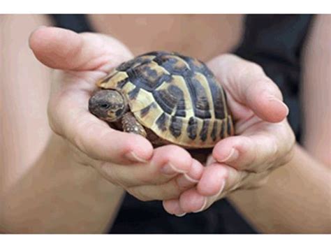 The top 3 reptiles for beginner pet owners | TheSpec.com