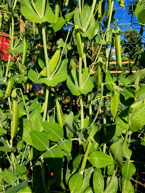 Growing Snap Peas For Container Gardening Brooklyn Farm Girl