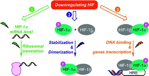 Three strategies to downregulate HIF-1. These three strategies include... | Download Scientific ...