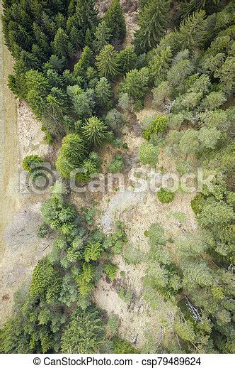 Birds Eye View Aerial Top View To Trees Of Forest And Green Brown