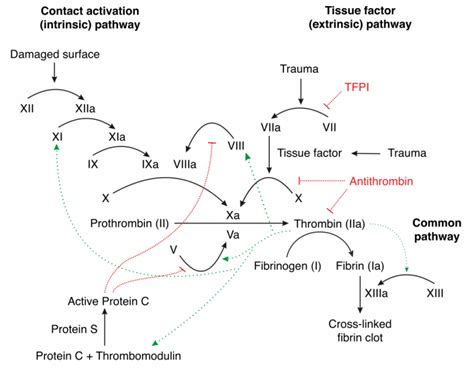 Vitamin K Function Synthesis Teachmephysiology