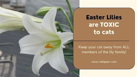 Cats And Easter Lilies Lilies Are Poisonous To Your Cat Cattipper