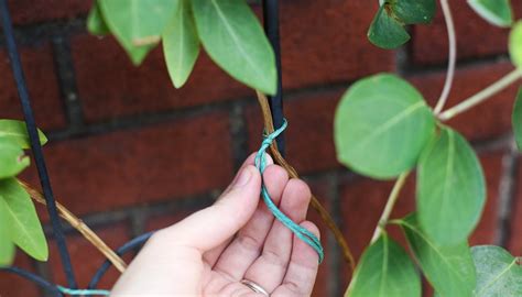 How to prune japanese honeysuckle. About Honeysuckle Vine Pruning | Garden Guides
